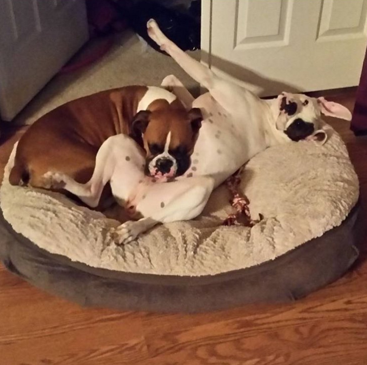 Boxer-horrible-race-15