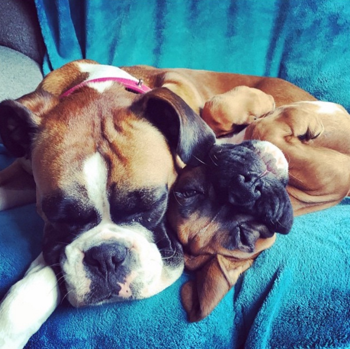 Boxer-horrible-race-10