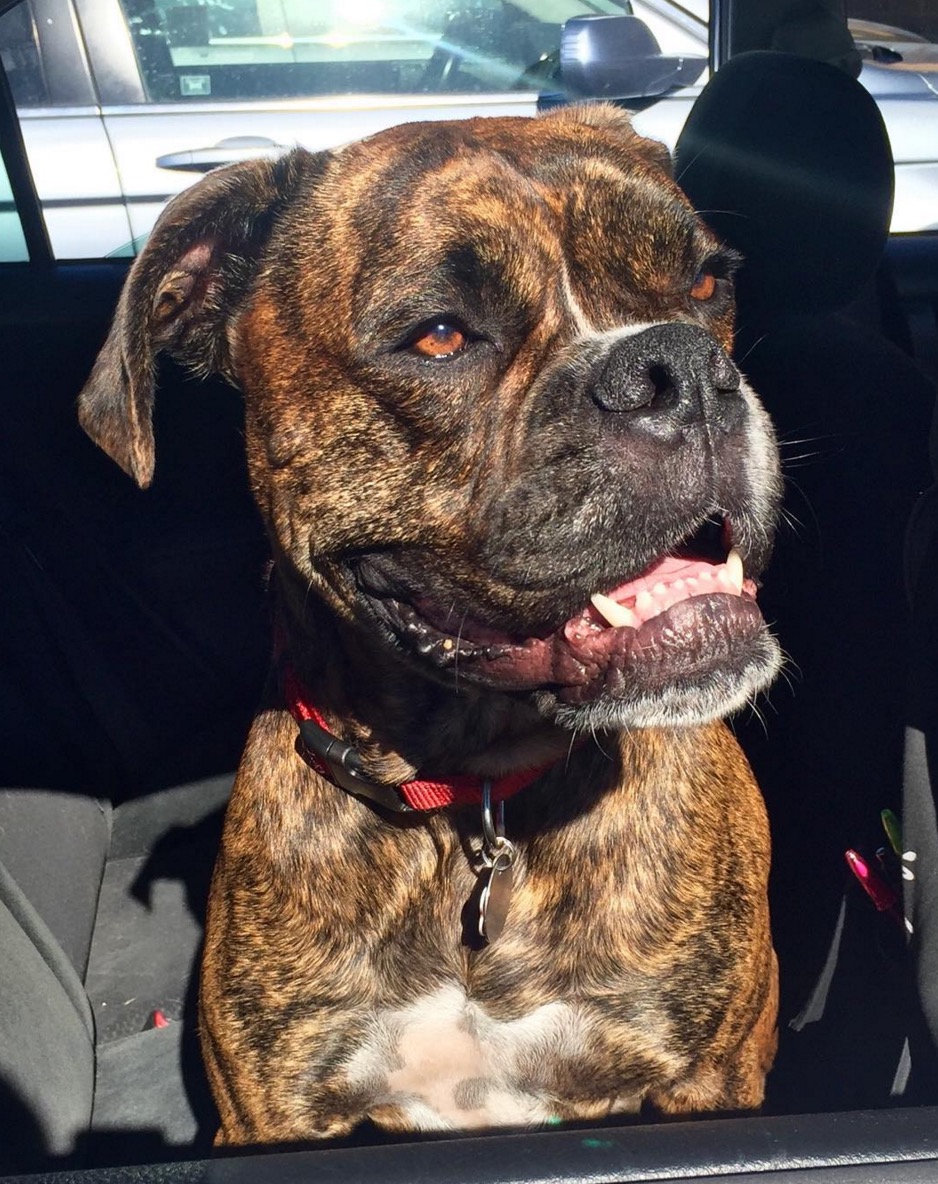 Boxer-horrible-race-17