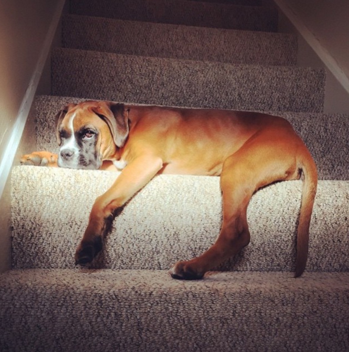 Boxer-horrible-race-12