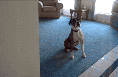 Boxer-horrible-race-5