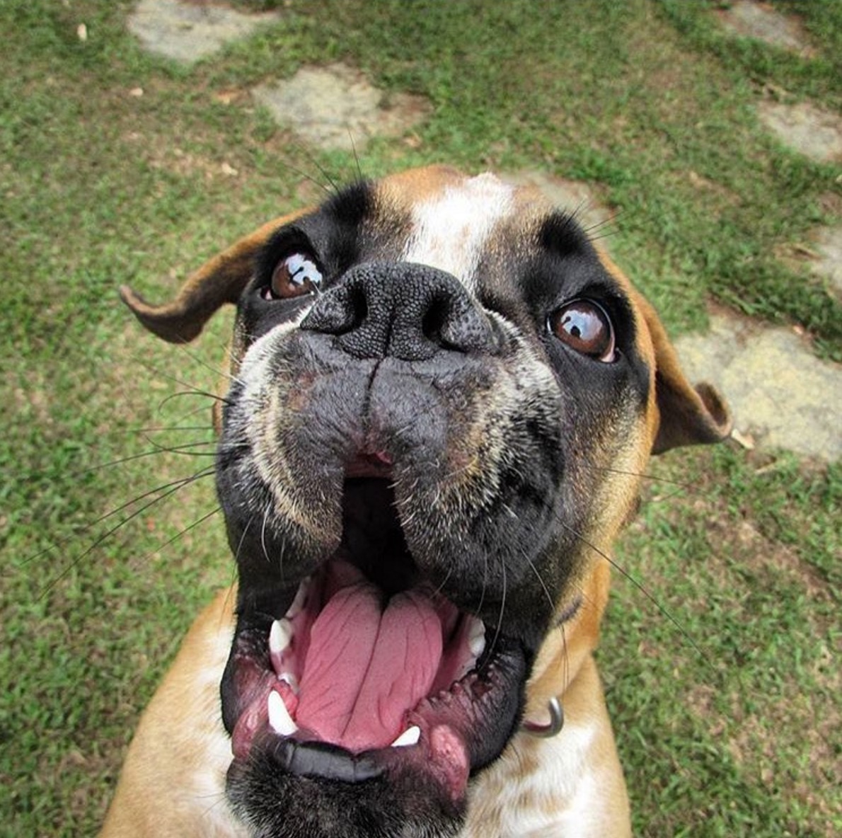 Boxer-horrible-race-11