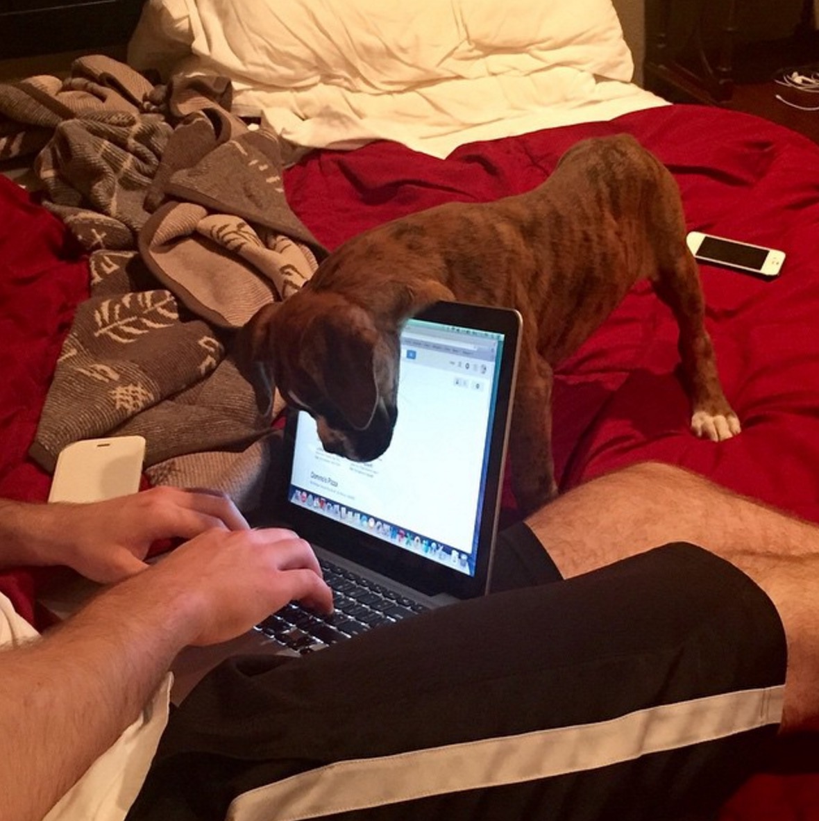 Boxer-horrible-race-18