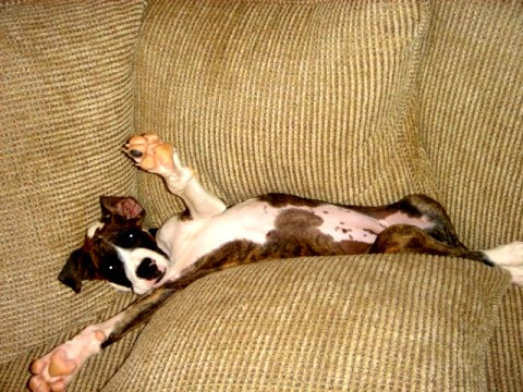 Boxer-horrible-race-1