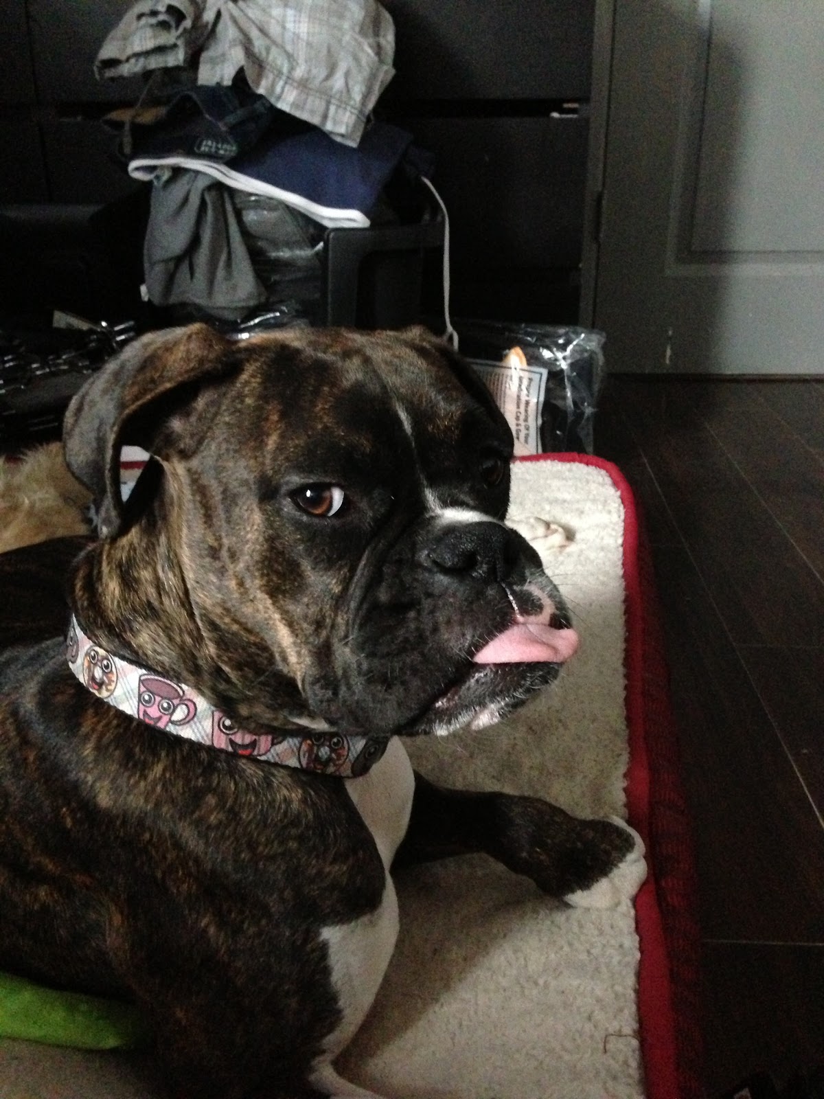 Boxer-horrible-race-7