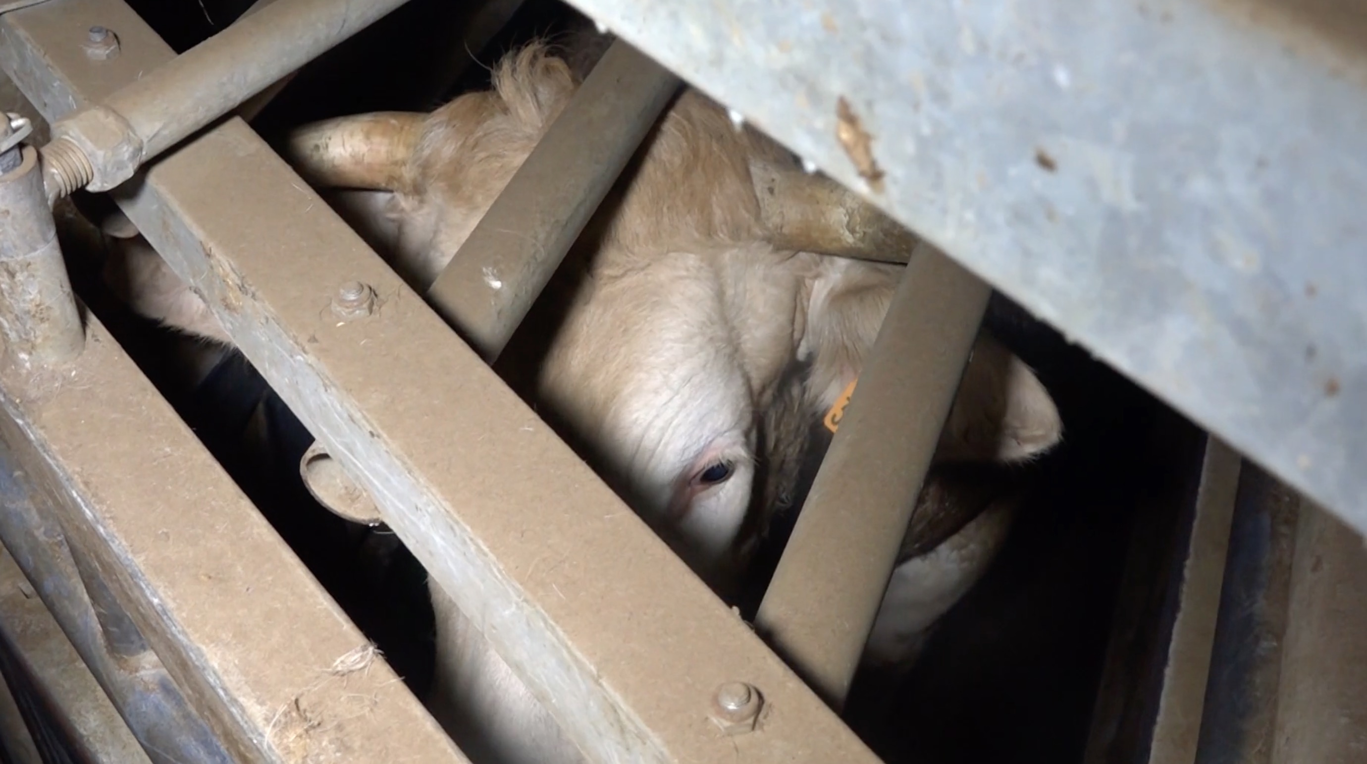 L214-abattoir-soule-3