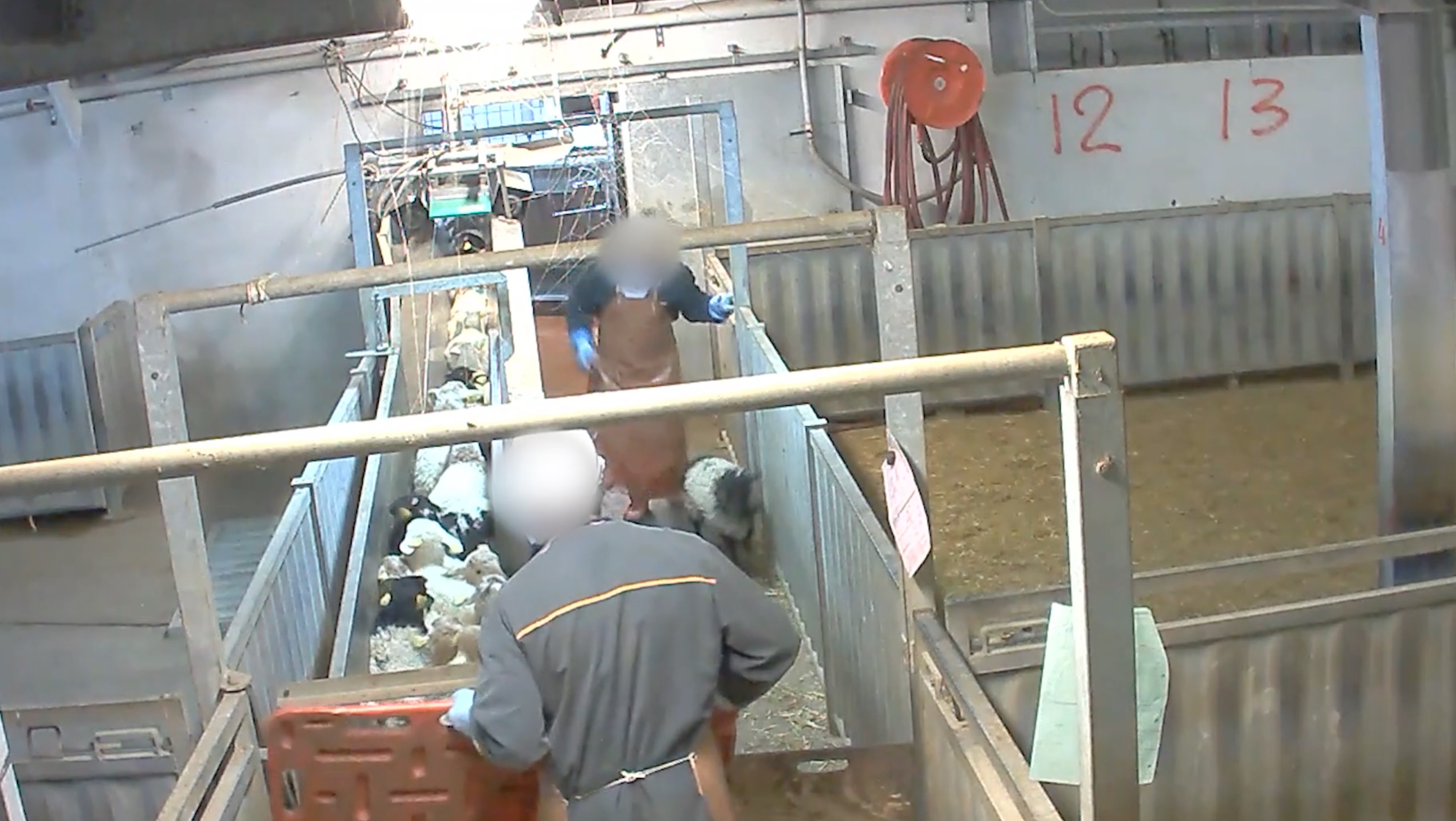 L214-abattoir-soule-2