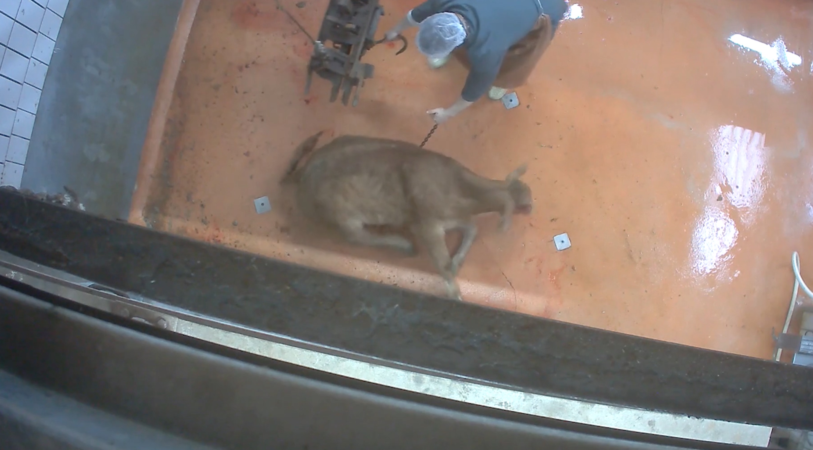 L214-abattoir-soule-6