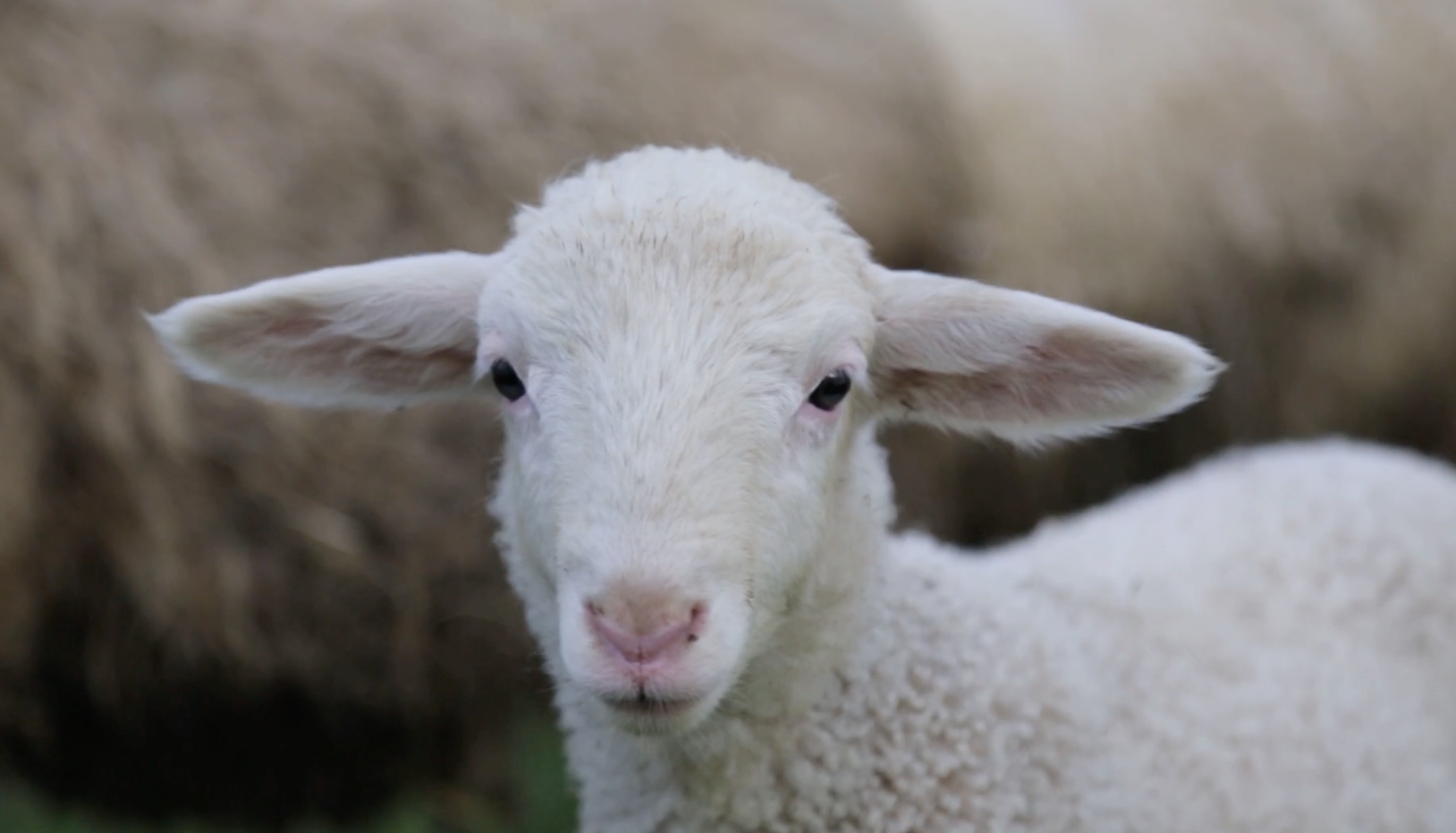 L214-abattoir-soule-8