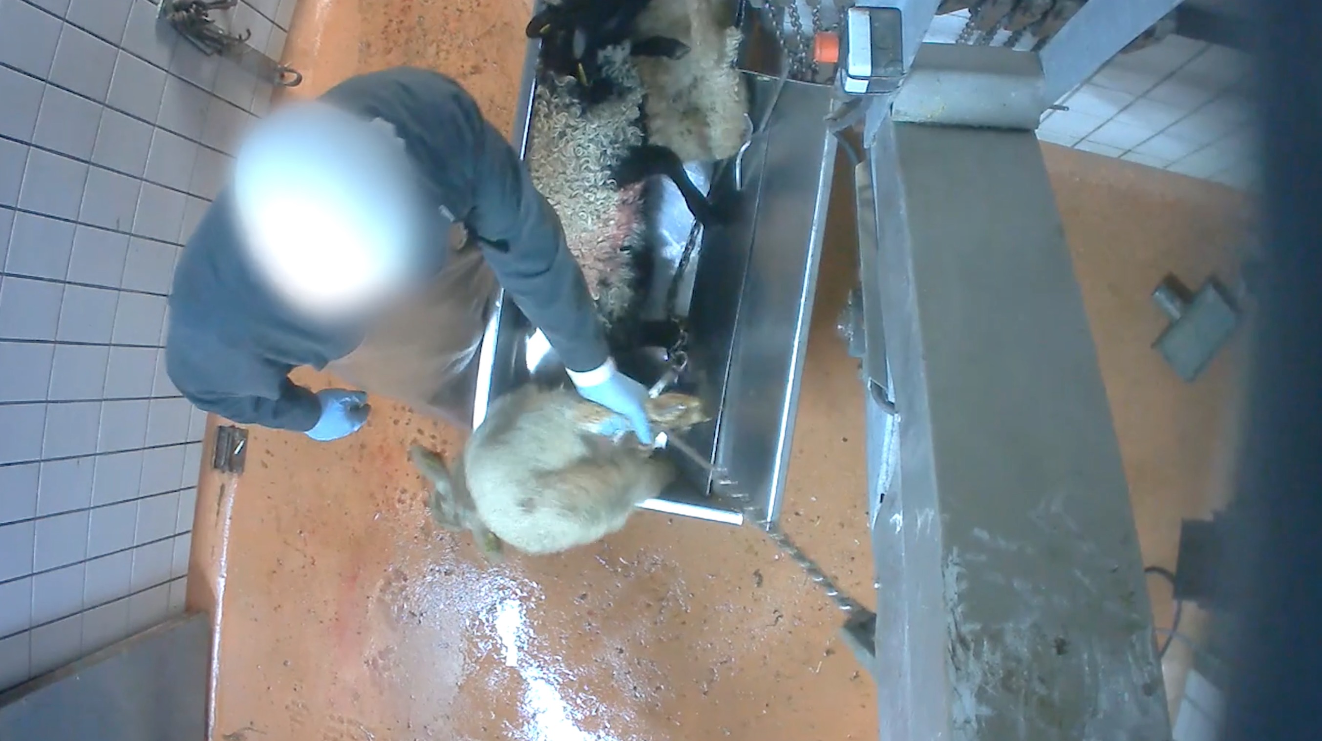 L214-abattoir-soule-7