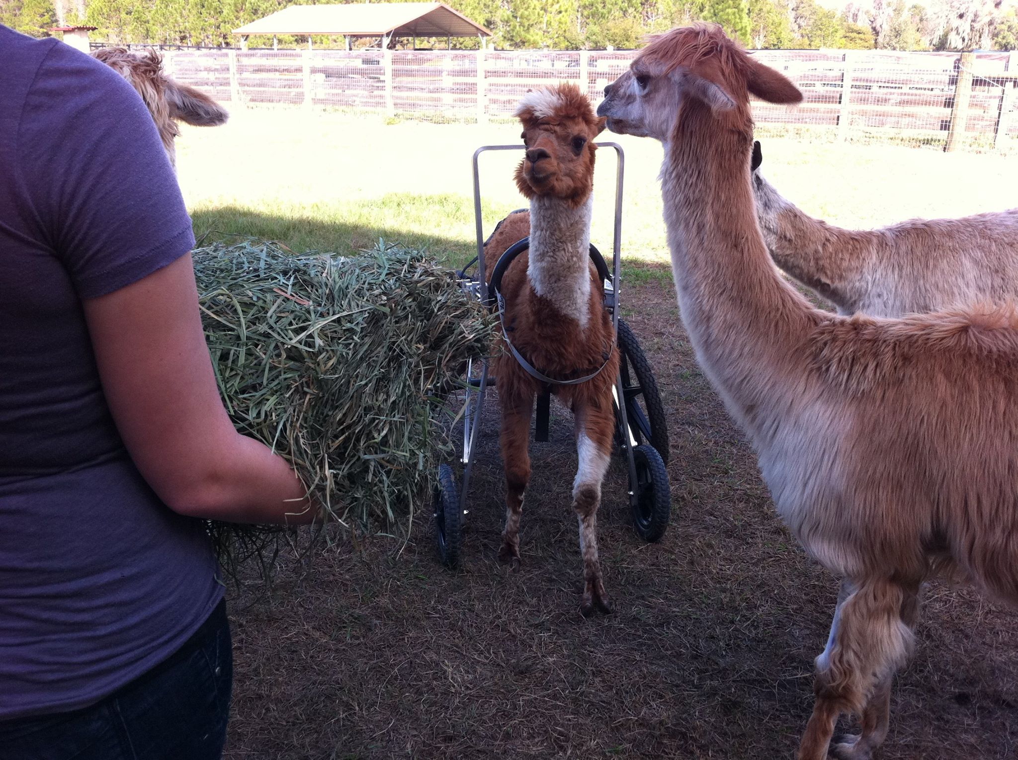 alpaga-handicap-fauteuil-roulant-4