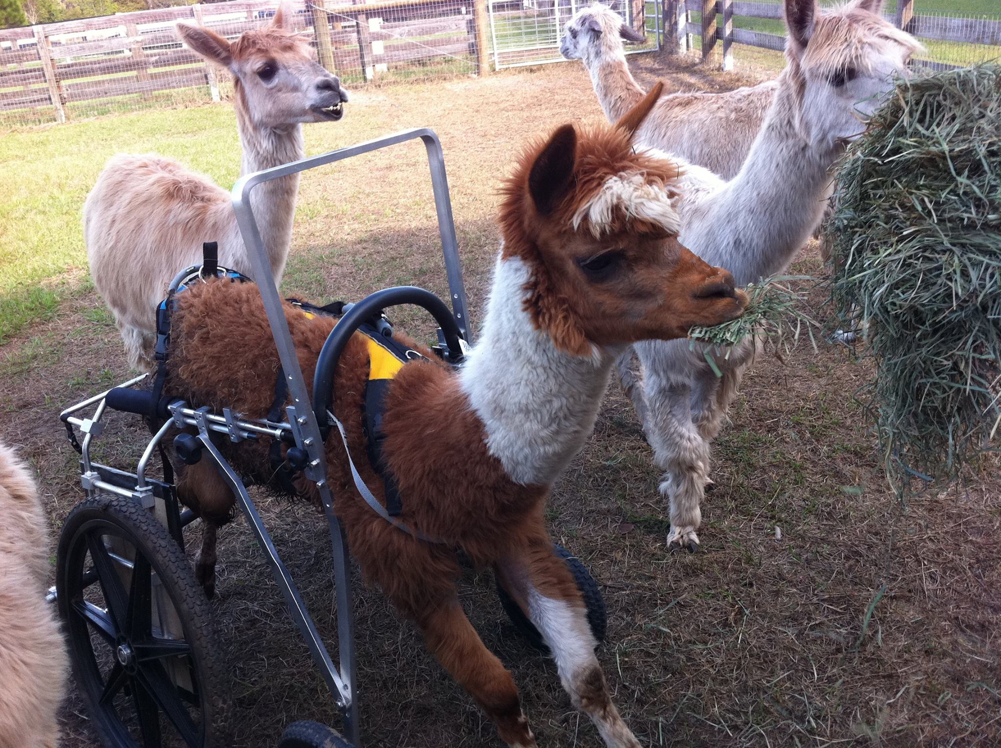 alpaga-handicap-fauteuil-roulant-1