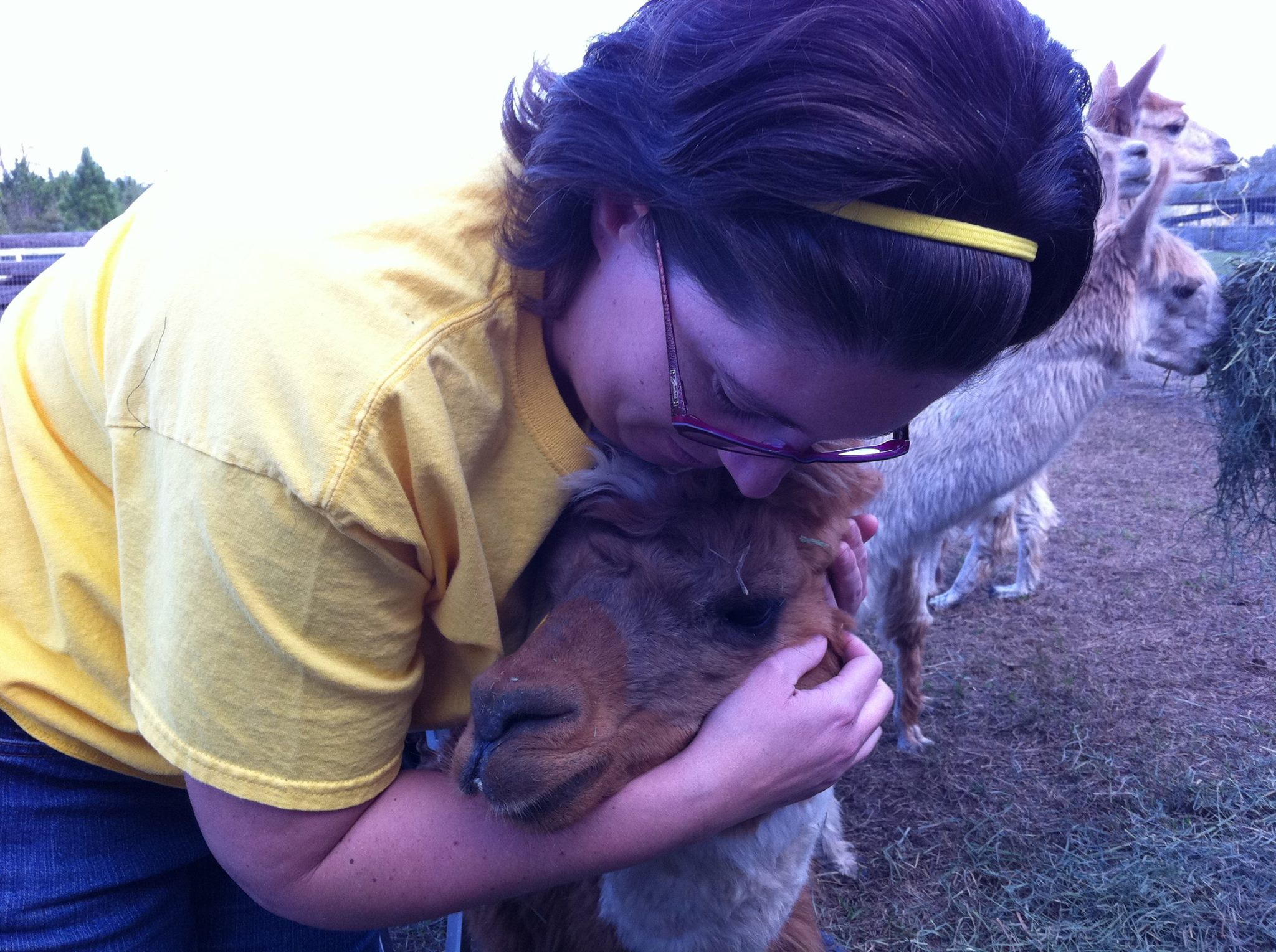 alpaga-handicap-fauteuil-roulant-3