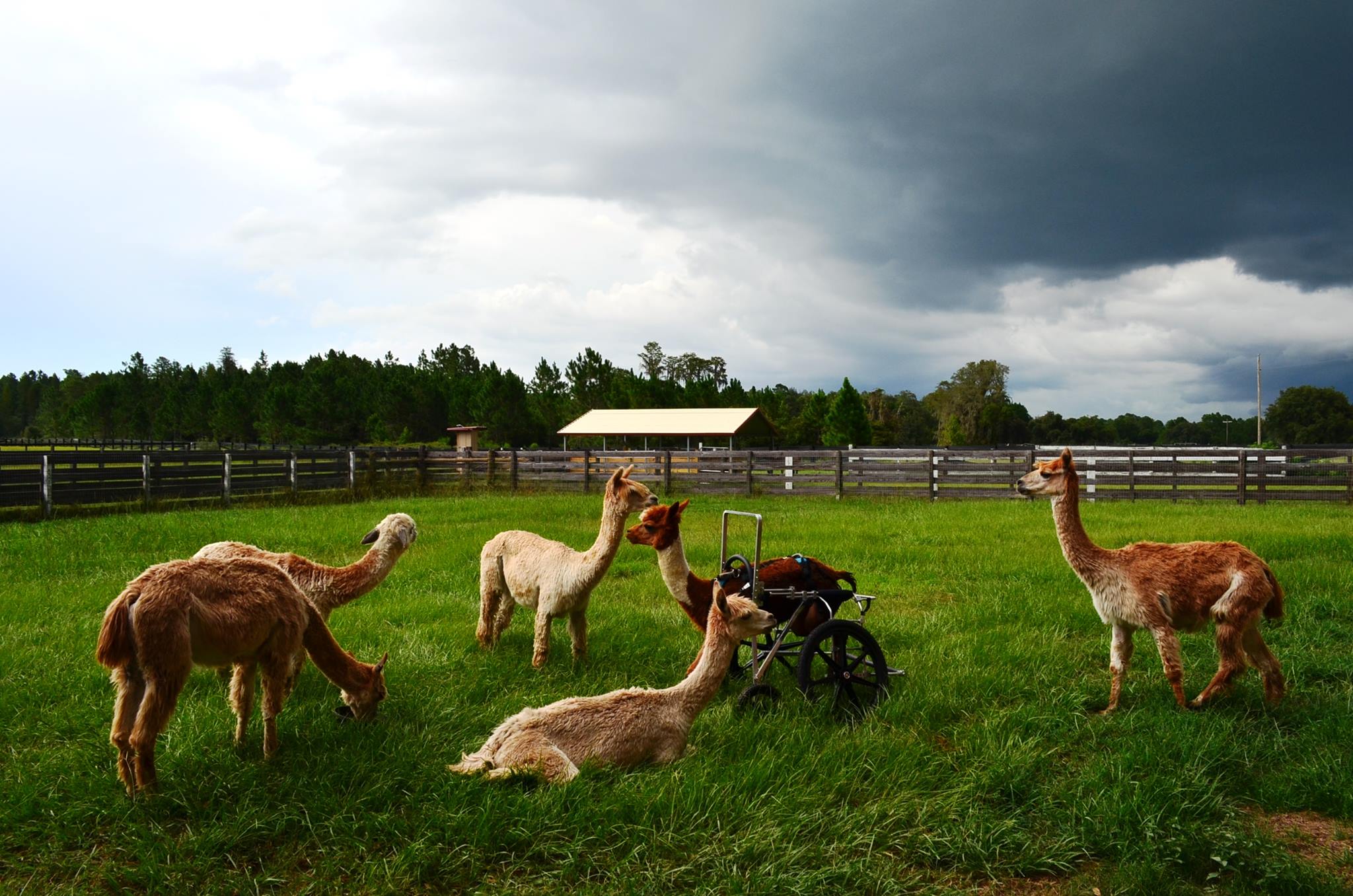 alpaga-handicap-fauteuil-roulant-7