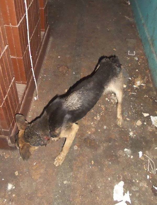 bella-balcon-sauvetage-3