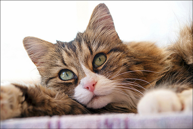 cat-beautiful-flickr