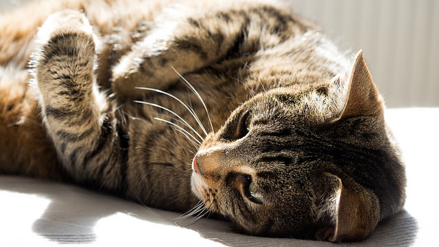 cat-relax-flickr