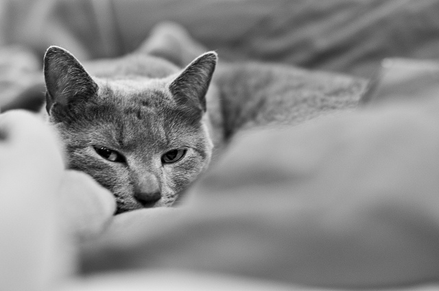 cat-bed-flickr
