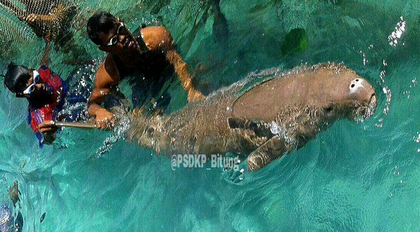 dugong-cage-indonesie-3