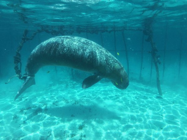 dugong-cage-indonesie-1