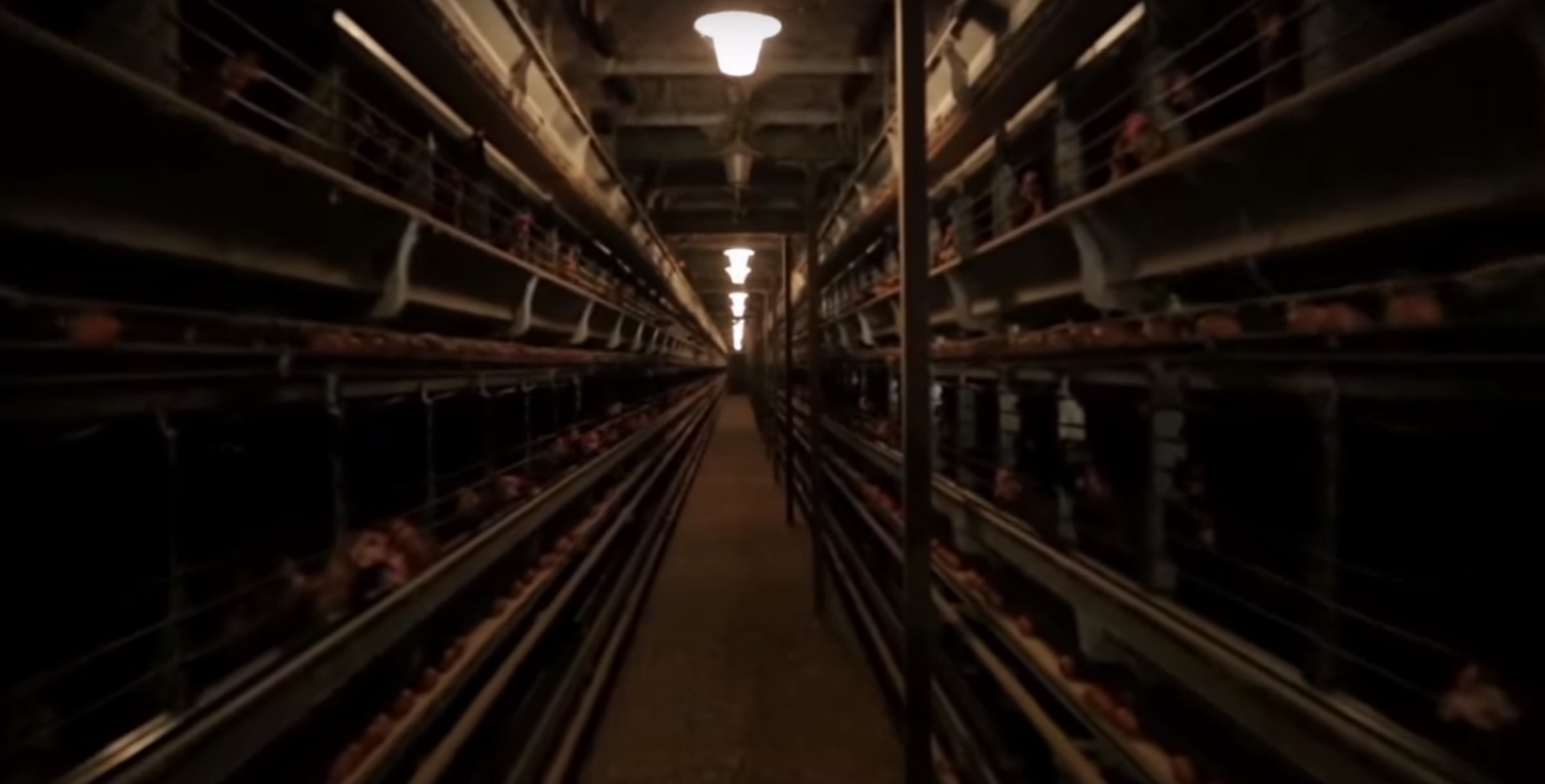 Monoprix-oeufs-poules-cages-3