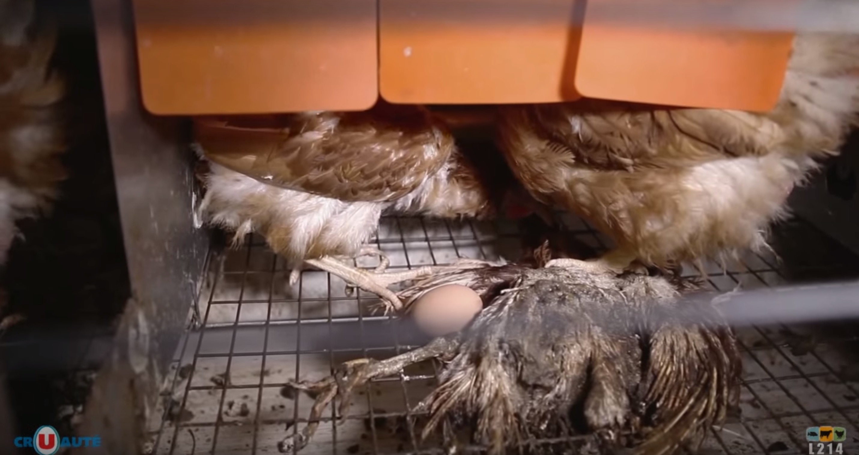 Monoprix-oeufs-poules-cages-1