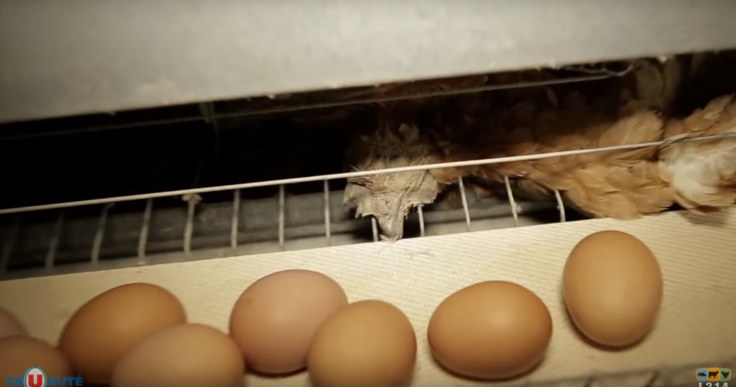 Monoprix-oeufs-poules-cages-2