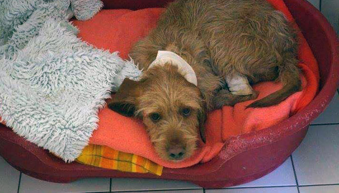 sauvtage-lorgues-chien-poubelle-2