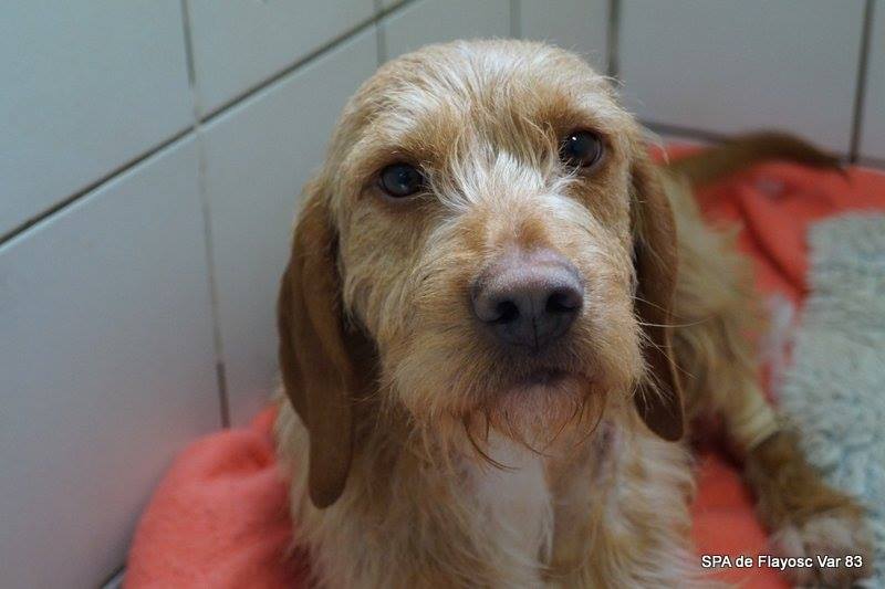 sauvtage-lorgues-chien-poubelle-3