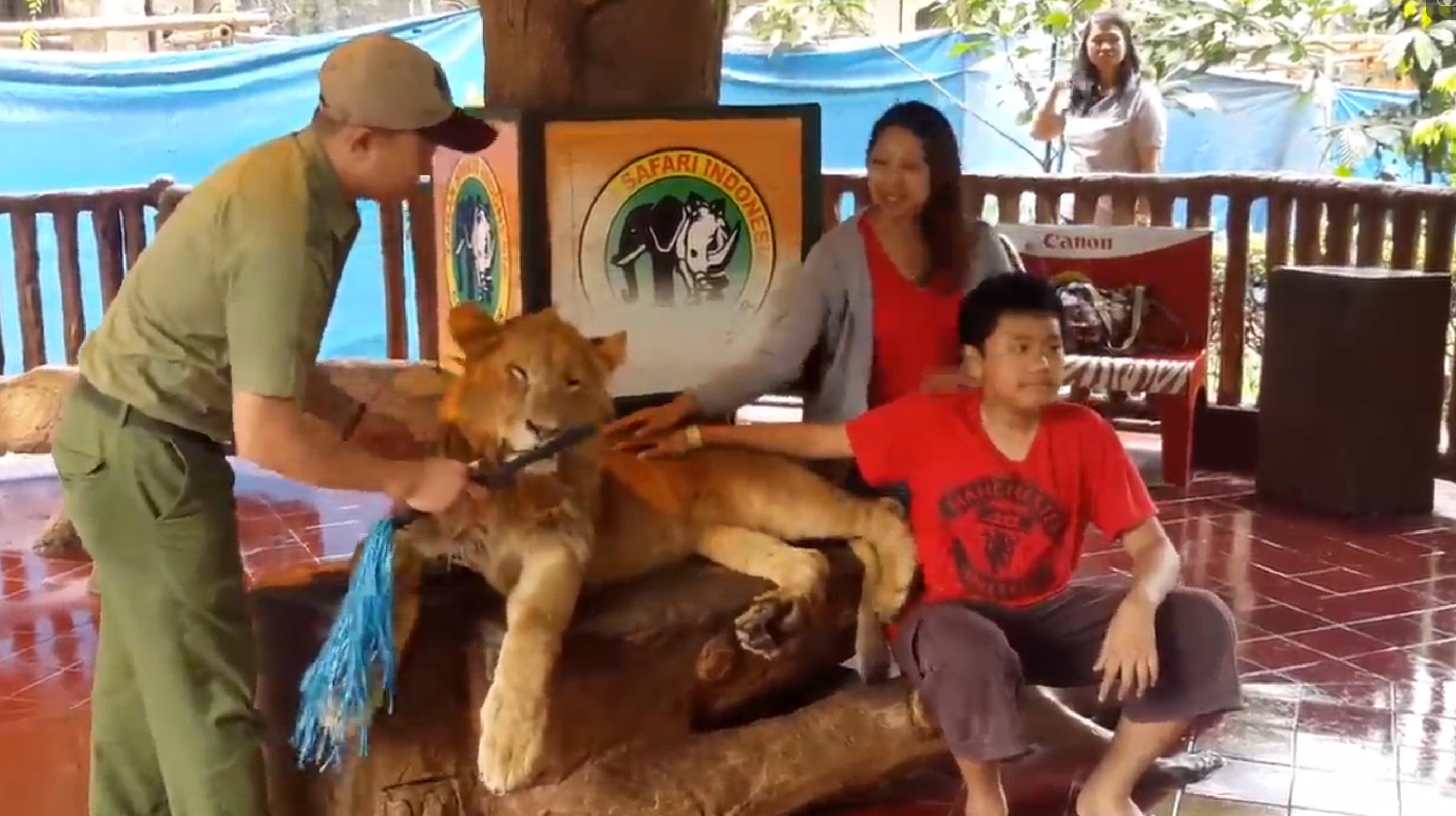 lion-sedatif-indonesie-tamaran-1