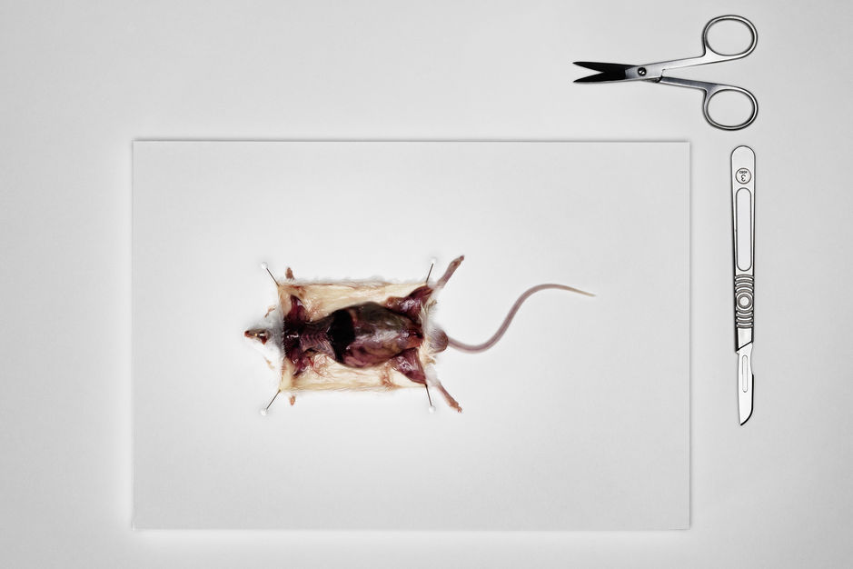 dissection-animaux-classe-1