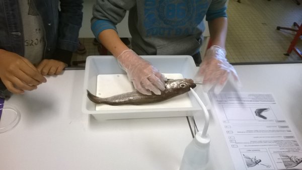 dissection-animaux-classe-6