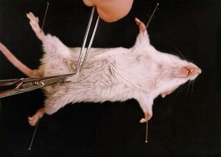 dissection-animaux-8