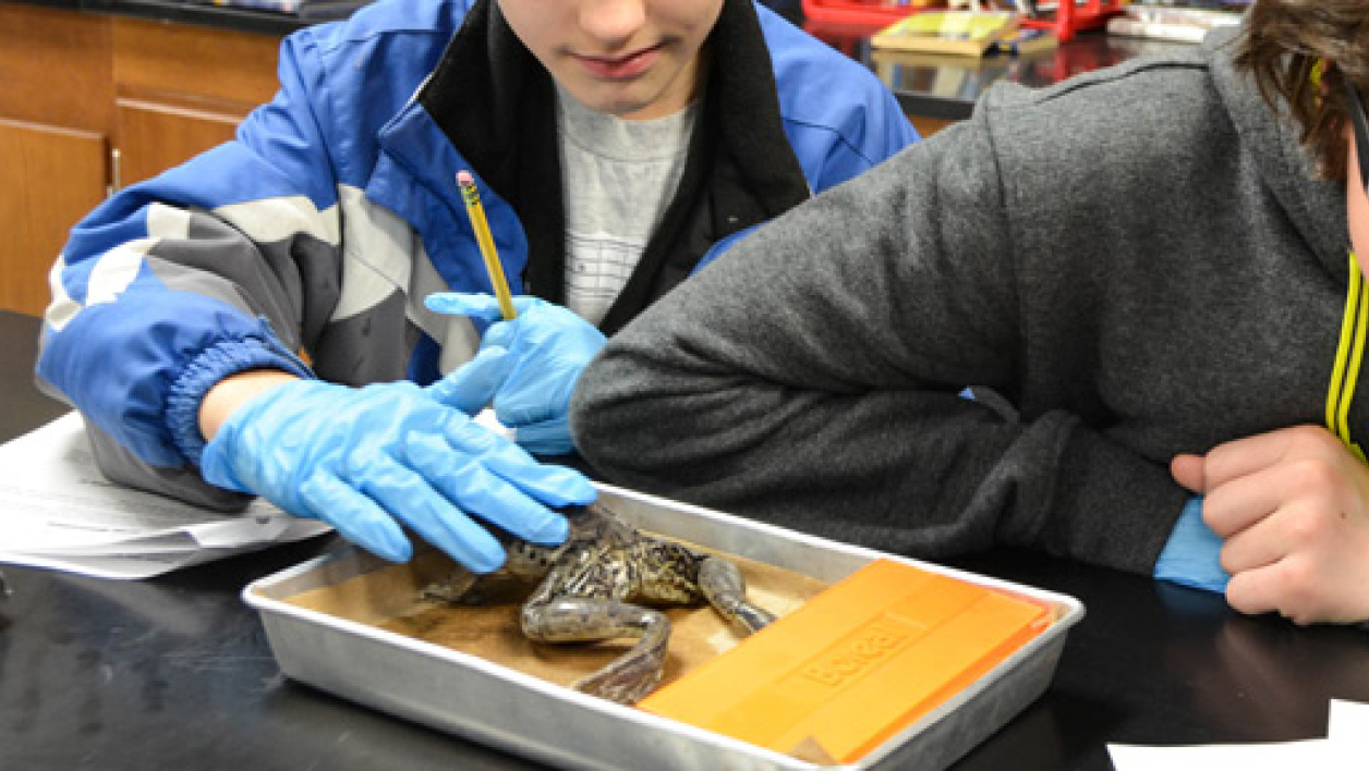 dissection-animaux-classe-2