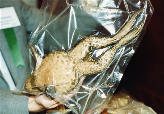 dissection-animaux-classe-3