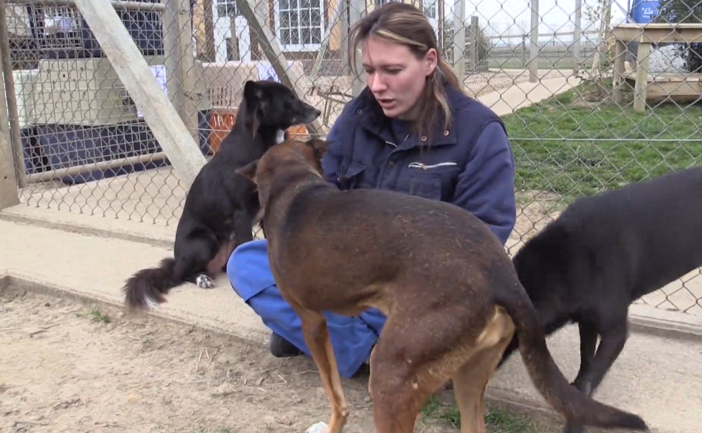 12-chiens-brigitte-bardot-thailande-6