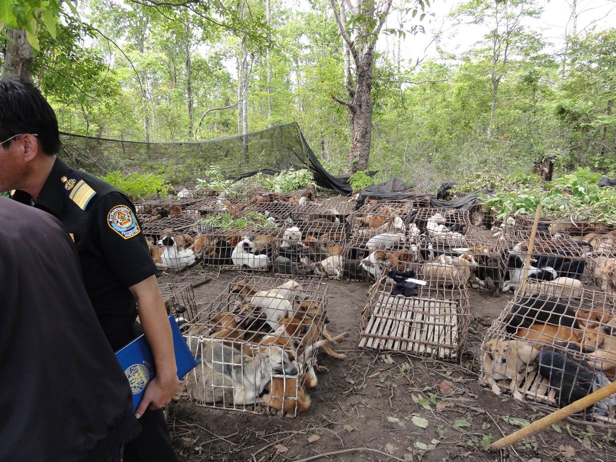 12-chiens-brigitte-bardot-thailande-9
