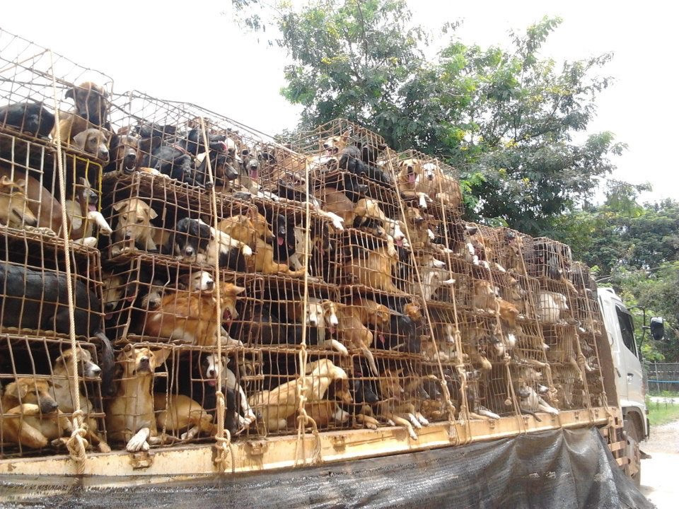 12-chiens-brigitte-bardot-thailande-10