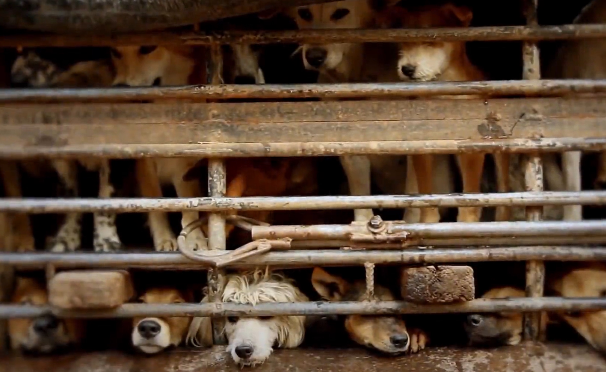 12-chiens-brigitte-bardot-thailande-2