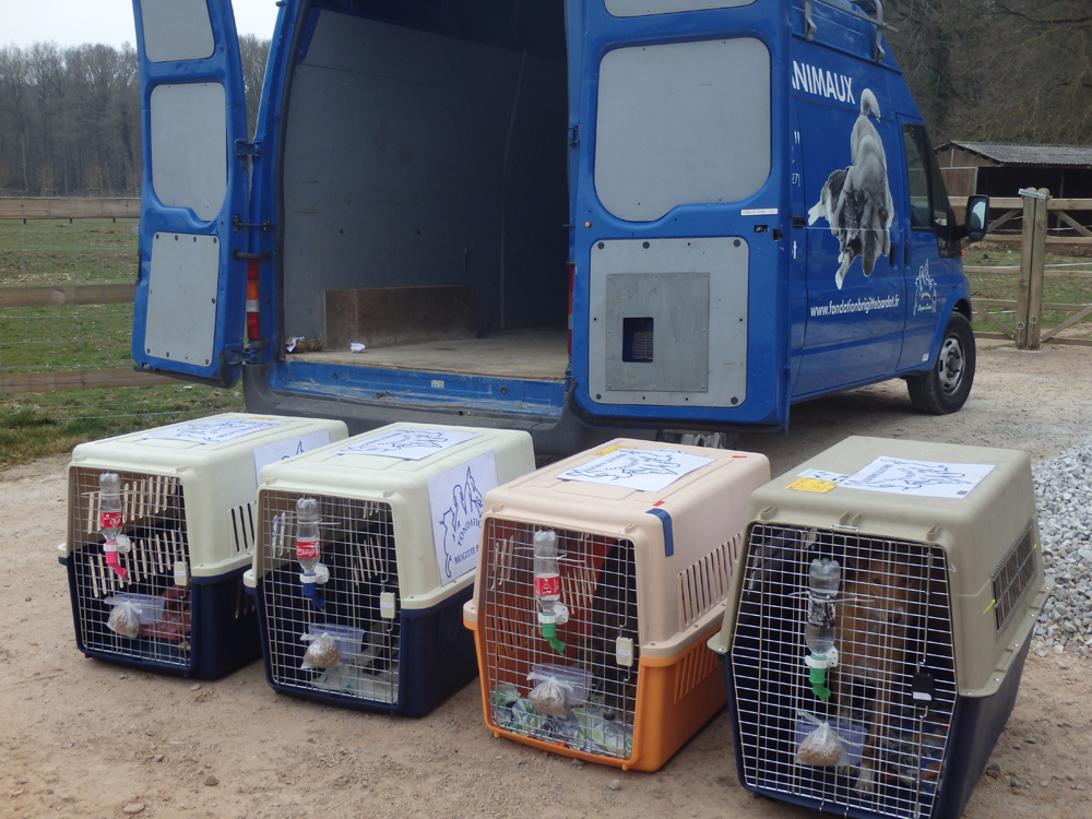 12-chiens-brigitte-bardot-thailande-8