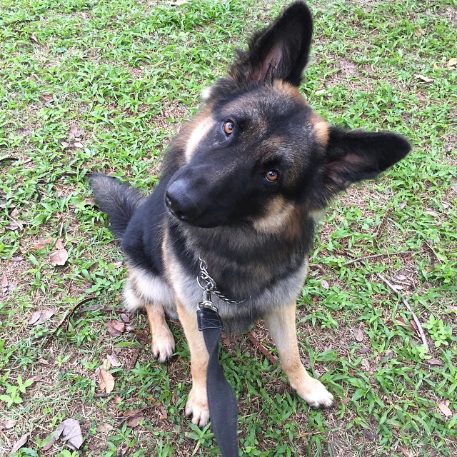 Une jeune femelle Berger Allemand qui regarde sa maitresse