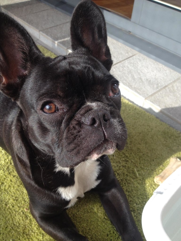 association bouledogue français