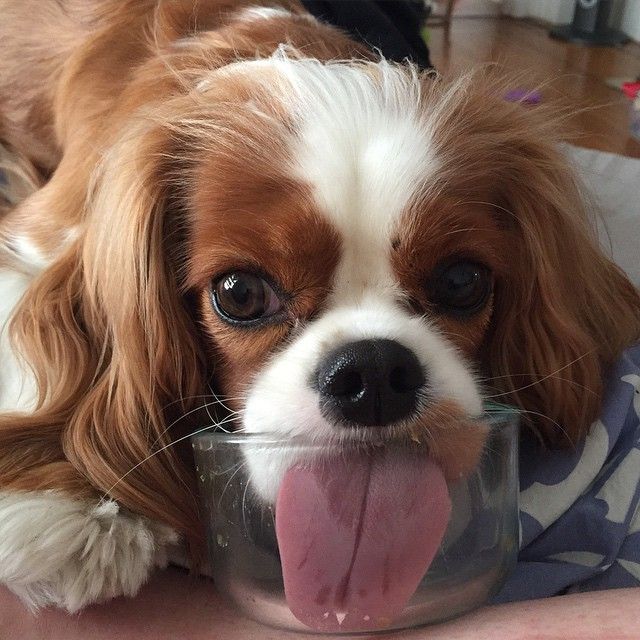 Cavalier King Charles
