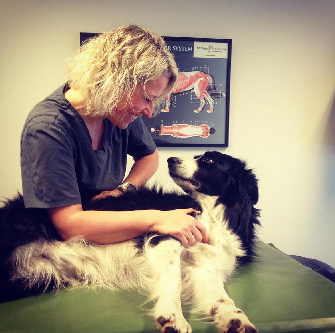 massage-chien-sante-10