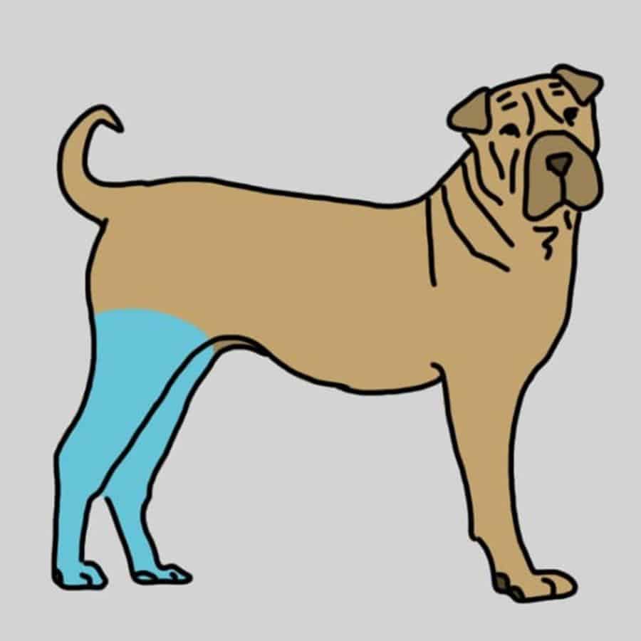 massage-chien-sante-8