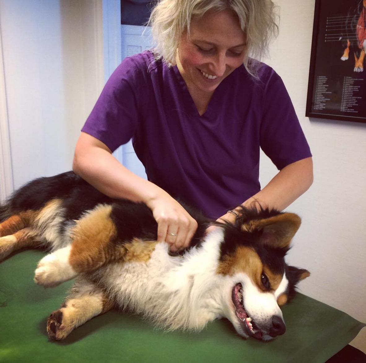 massage-chien-sante-11