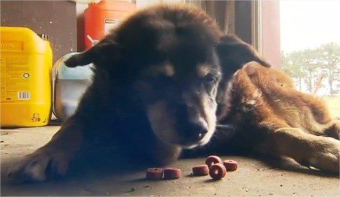 maggie-plus-vieux-chien-monde-7