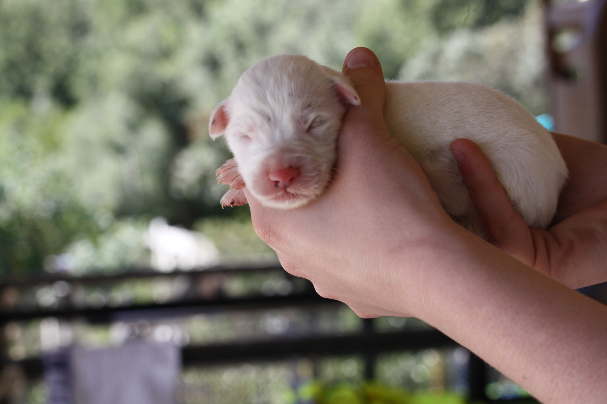 chiot-lupino-enterre-vivant-corse-16