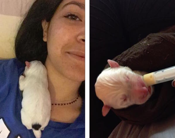 chiot-lupino-enterre-vivant-corse-29