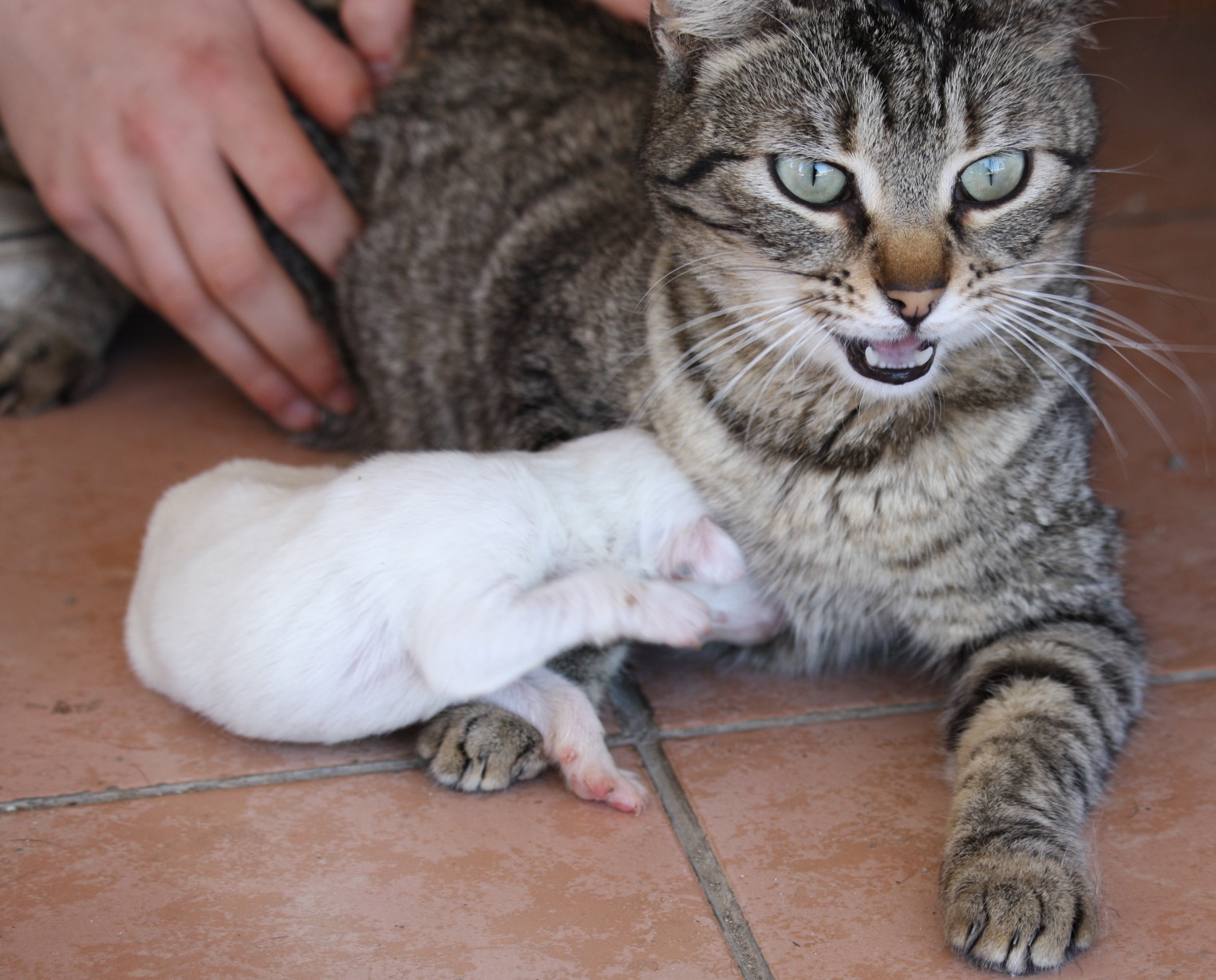 chiot-lupino-enterre-vivant-corse-20